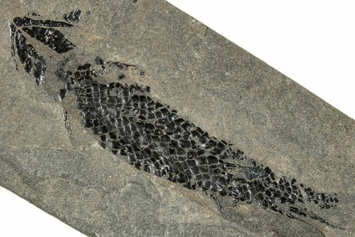 Devonian Lobed-Fin Fish (Osteolepis) Fossil - Scotland #240752